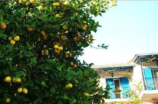 Villa Fiorita Palaiokastritsa Esterno foto